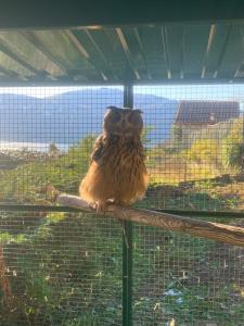 a small owl sitting on top of a fence at Sole in Verbania