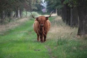 Animales en el bed and breakfast o alrededores