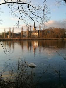 Ein Schwan schwimmt in einem See vor einem Gebäude in der Unterkunft Studio's Park - Heverlee in Löwen