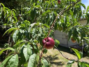 Eine rote Frucht hängt von einem Baum in der Unterkunft Apollo bay Holiday House in Apollo Bay