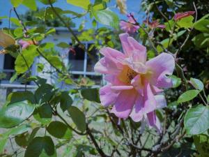 eine rosa Blume auf einem Busch mit einem Gebäude im Hintergrund in der Unterkunft Apollo bay Holiday House in Apollo Bay