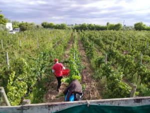 Huéspedes de Boutique Vineyard and Wine Lodge