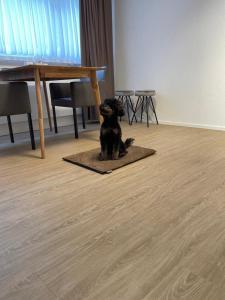 um cão sentado num tapete em frente a uma mesa em Studio Gocki em Zurique