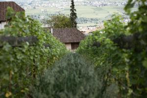 uma vista para uma casa através das árvores em Ansitz Montani Eppan em Appiano sulla Strada del Vino