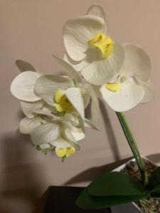 twee witte bloemen in een vaas op een tafel bij Toscana Debrecen in Debrecen