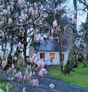 オルヴォーにあるLe moulin de La Retardièreの白家の前のキンノキの木