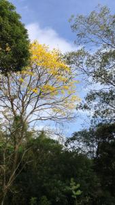 un árbol con hojas amarillas en el medio de la ofrenda en Refugio Cariguana, en El Valle de Antón