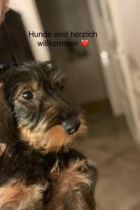 a small dog sitting next to a red heart at Exclusives Apartment im Herzen von Westerland in Westerland (Sylt)