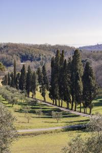 a group of trees in a field with a road at Rivo della Corte in Pistoia