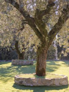 a tree in a park with a stone circle under it at Rivo della Corte in Pistoia