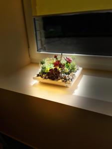 une plaque de plantes assise sur un rebord de fenêtre dans l'établissement Šiauliu apartamentai, à Šiauliai