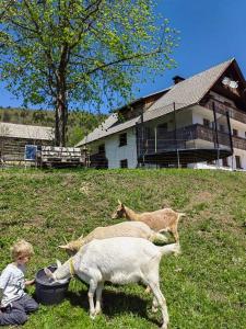 een kind in een veld met drie geiten bij Turistična kmetija Pri Andreju in Bohinj