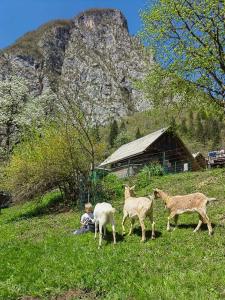 een groep schapen die met een persoon in een veld wandelen bij Turistična kmetija Pri Andreju in Bohinj