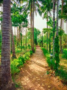 MolemNature's Nest Eco Resort Goa, Near Dudhsagar Waterfalls的一条穿过棕榈树林的土路