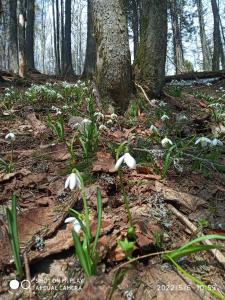 eine Gruppe weißer Blumen im Wald in der Unterkunft Zelena Dacha in Drahobrat