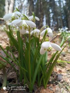 eine Gruppe weißer Blumen im Wald in der Unterkunft Zelena Dacha in Drahobrat