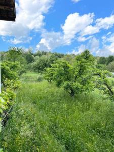 a field of grass with trees in the background at Livada lui Papu in Izvoarele