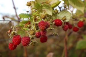 Une bande de framboises suspendues à un arbre dans l'établissement The Berry Farm Retreat, à Hastings