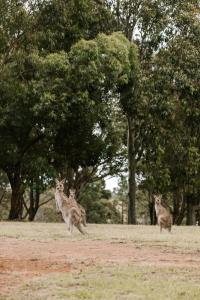 dwa kangury biegające po polu z drzewami w obiekcie Palmers Lane Estate Hunter Valley w mieście Pokolbin