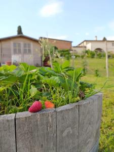 En have udenfor Agriturismo Villa Adimari