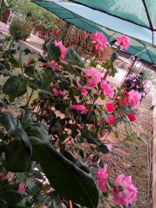 un grupo de flores rosas en un jardín en Ktima Anastasia, en Nauplia