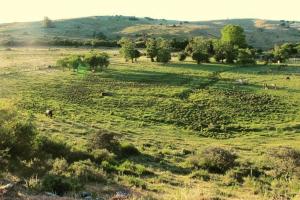 Bungalow de campo Torero - sierras, naturaleza y relax في ميناس: حقل عشبي مع الحيوانات ترعى في حقل