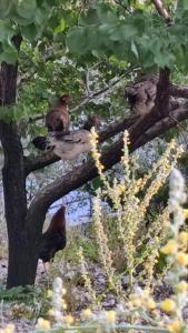 deux oiseaux sont assis sur une branche d'arbre dans l'établissement Bujtina Polimen, à Përmet