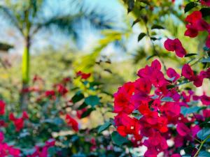 a bunch of red flowers in a garden at Casa Boho 1 in Sayulita