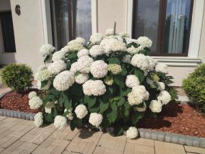 um arbusto de flores brancas em frente a uma casa em Villa Boutique Alina em Deva