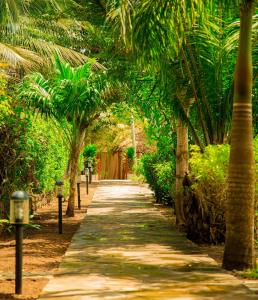 un vialetto fiancheggiato da palme con parchimetri di Mzima Beach Residences - Diani Beach a Diani Beach