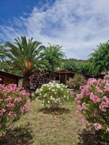 un jardin avec des fleurs et des arbres roses et blancs dans l'établissement Mare E Monti, à Porto Pollo