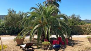 a palm tree and chairs in a yard at Villetta I Due Pini - ArgonautiVacanze in Capoliveri