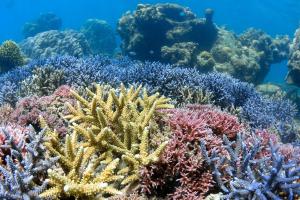 una barriera corallina di diversi tipi di Alam Karang a Gili Gede