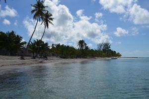 una spiaggia con palme e l'oceano di Casa Rural El Paraíso de Saona a Mano Juan