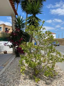 een kleine boom voor een huis met bloemen bij Casa do Canto - Uma casa no campo, perto da praia. in Óbidos