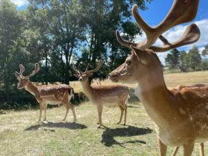 un grupo de ciervos parados en un campo en Quinta do Borges 2, en Guarda