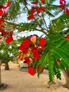 Un jardín fuera de Beach house Agua Viva, Praia de Chaves, Boa Vista, Sal Rei, Cape Vert, 50mt spiaggia