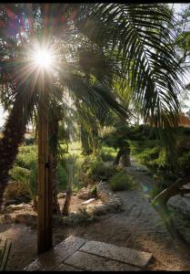 eine Palme, durch die die Sonne scheint in der Unterkunft Tenuta Negroamaro in Gallipoli