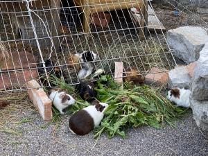 Pet o mga pet na naka-stay kasama ang mga guest sa A la Maladière