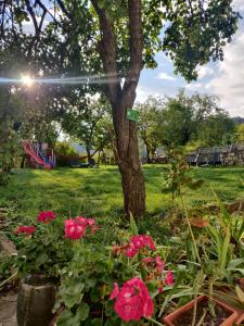 uma árvore com flores cor-de-rosa num parque em Старата къща - Трявна em Tryavna