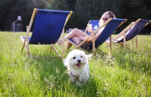 une femme assise sur des chaises et un chien blanc dans l'herbe dans l'établissement Moje Miejsce Kazimierz, à Kazimierz Dolny