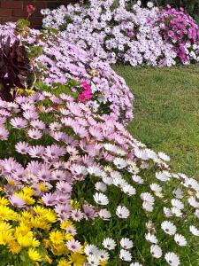 a bunch of flowers in the grass at ENTIRE HOME IN WERRIBEE,BEST POSSIBLE LOCATION YOU CAN FIND in Werribee