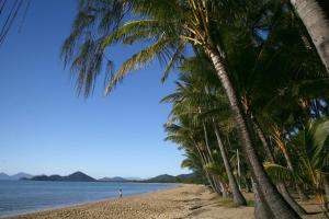 grupa palm na plaży w obiekcie BeachView Apartments at Villa Paradiso w mieście Palm Cove