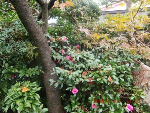 un jardín con flores rosas y un árbol en Traditional Japanese House with beautiful garden, en Fujisaka