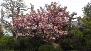 Un árbol con flores rosas en un patio en Traditional Japanese House with beautiful garden, en Fujisaka