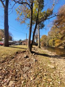 un groupe d'arbres du côté d'une rivière dans l'établissement Economy Inn Sylva, à Sylva