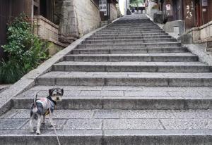 um cão com uma trela em pé em algumas escadas em Hanakiya em Quioto