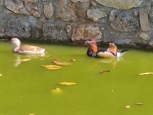 zwei Vögel schwimmen in einem Teich mit grünem Wasser in der Unterkunft oneiropagidasuites in Kalavryta