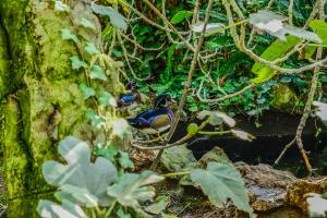 un oiseau assis sur une branche dans une forêt dans l'établissement Casa Vela Boutique House, à Cascais