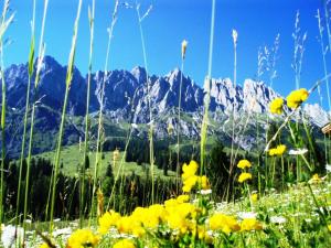 um campo de flores amarelas com montanhas ao fundo em Gästehaus Gschwandtner em Mühlbach am Hochkönig